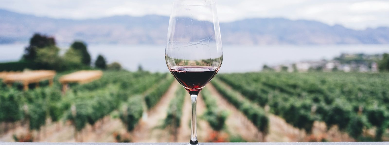 erp vin pour la gestion viticole