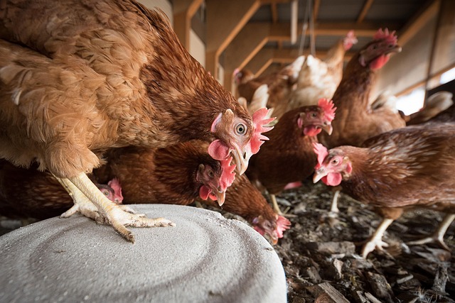 Mangeoire abreuvoir : faciliter l’alimentation animale